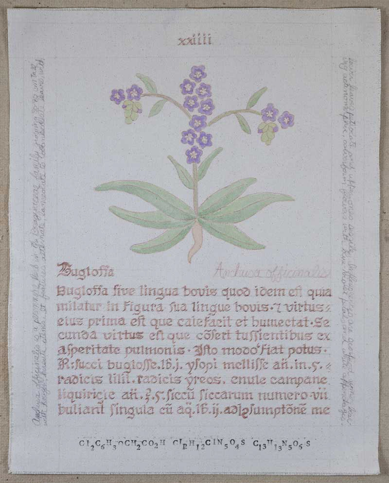 Buglossa: Anchusa officinalis