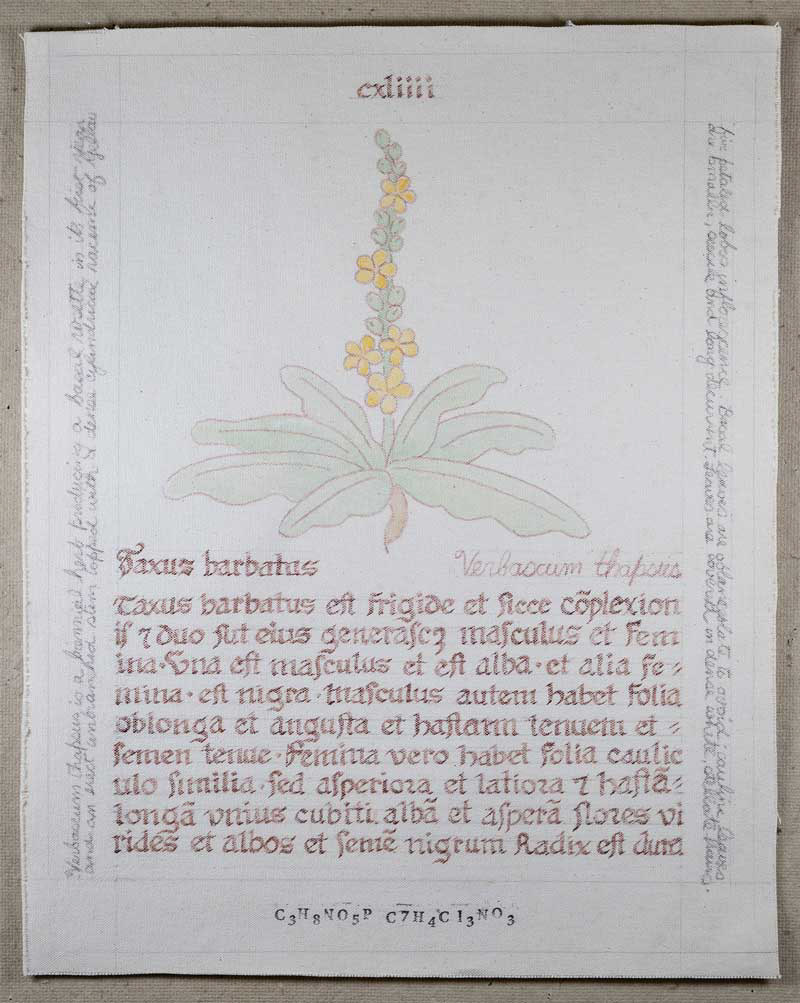 Taxus barbatus: Verbascum thapsus