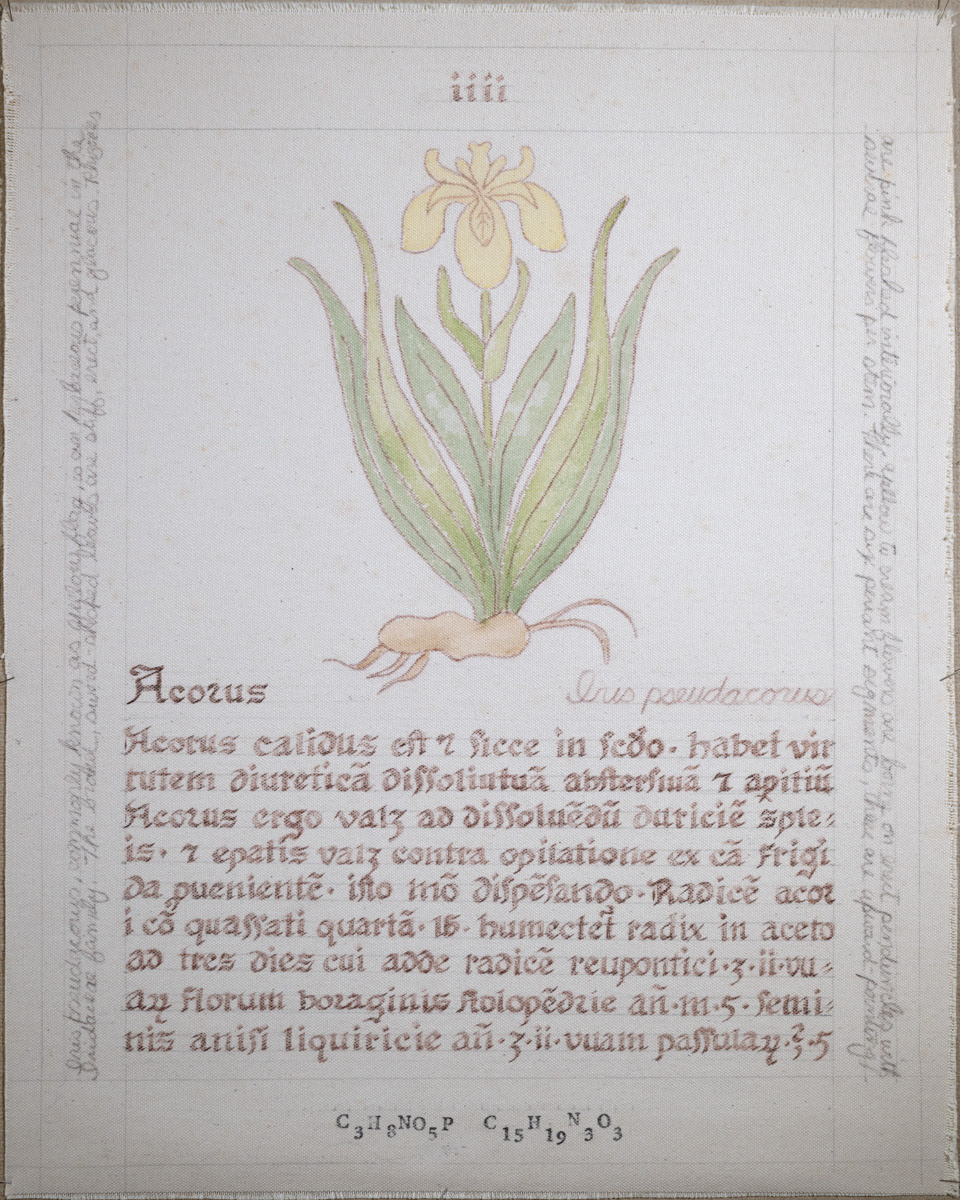 Acorus: Iris pseudacorus
