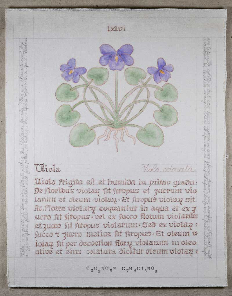 Viola: Viola spp.