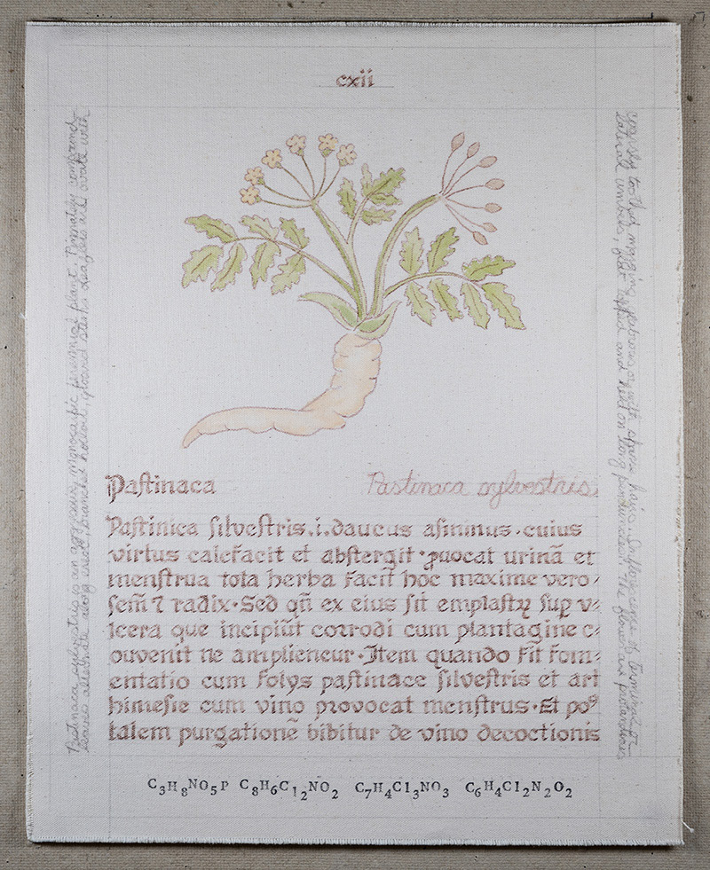 Herbarius: Pastinaca