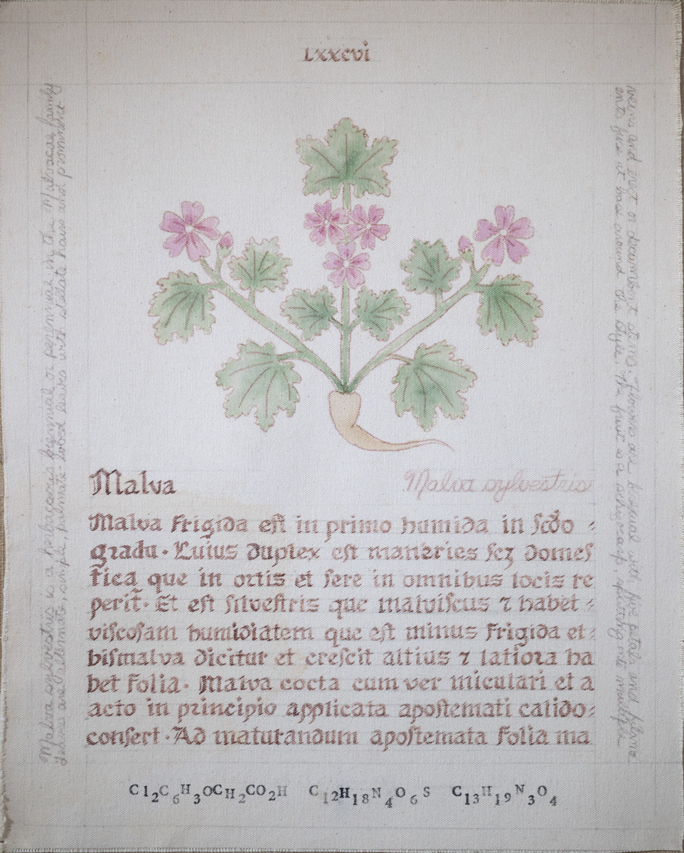 Malva: Malva sylvestris