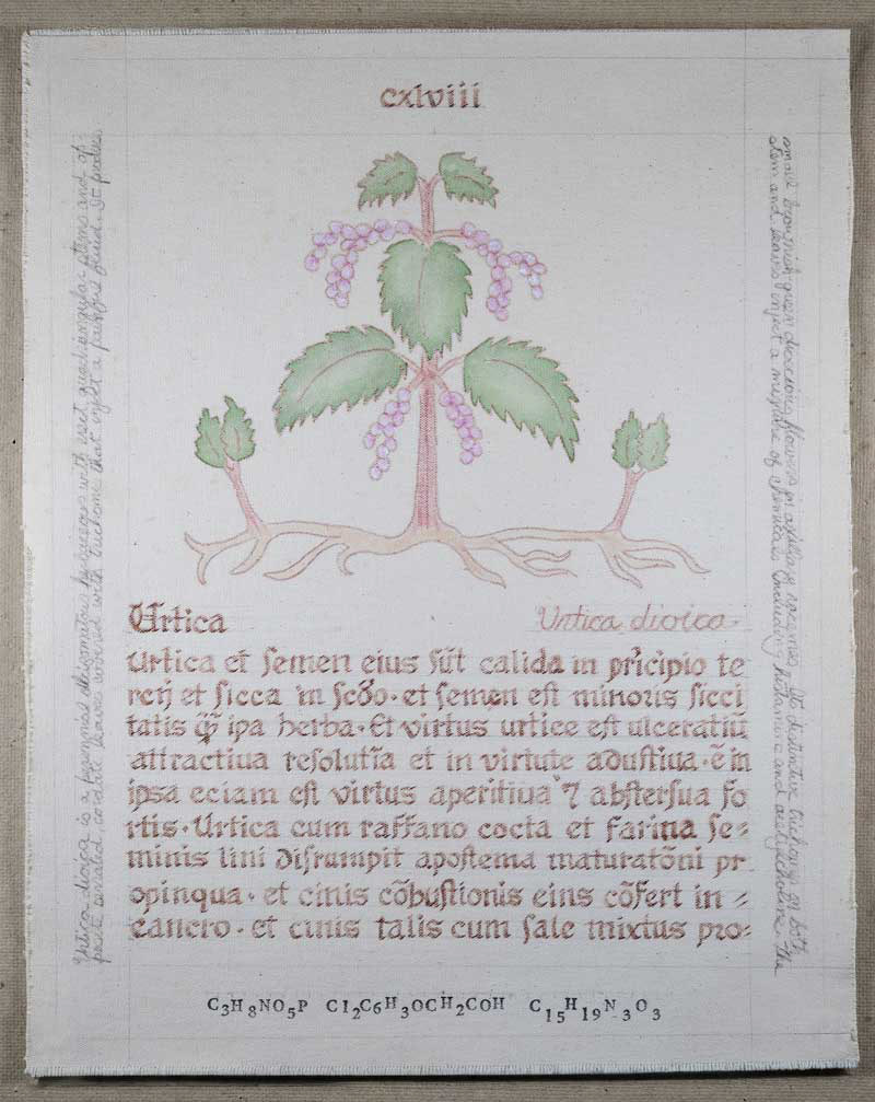 Urtica: Urtica dioica