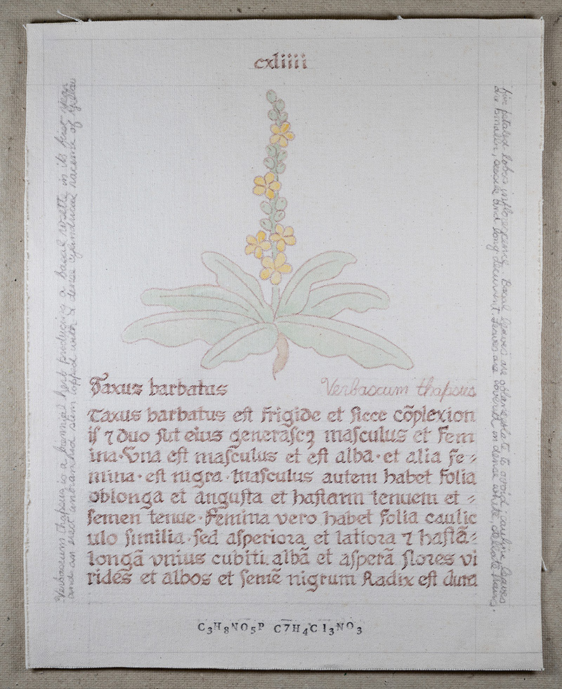 Herbarius: Taxus barbatus