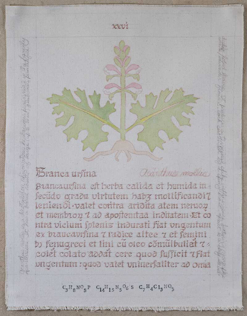Branca ursina: Acanthus mollis