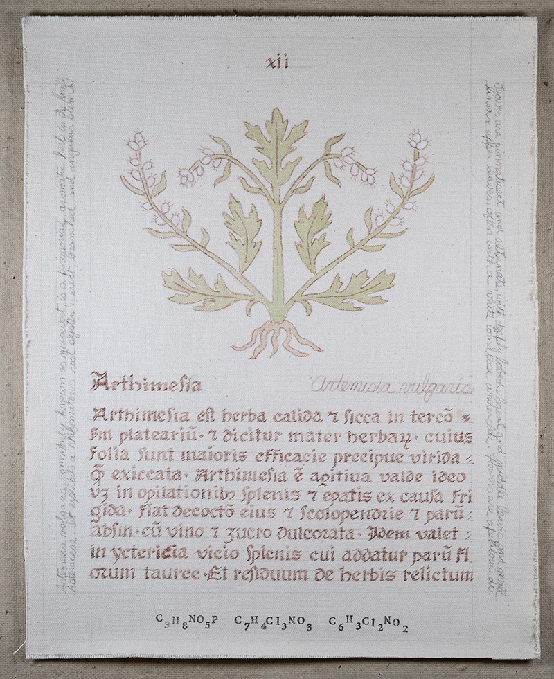 Herbarius: Arthimesia