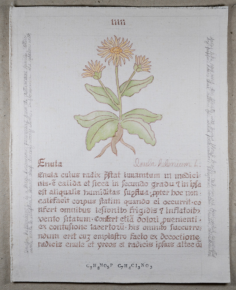 Herbarius: Enula