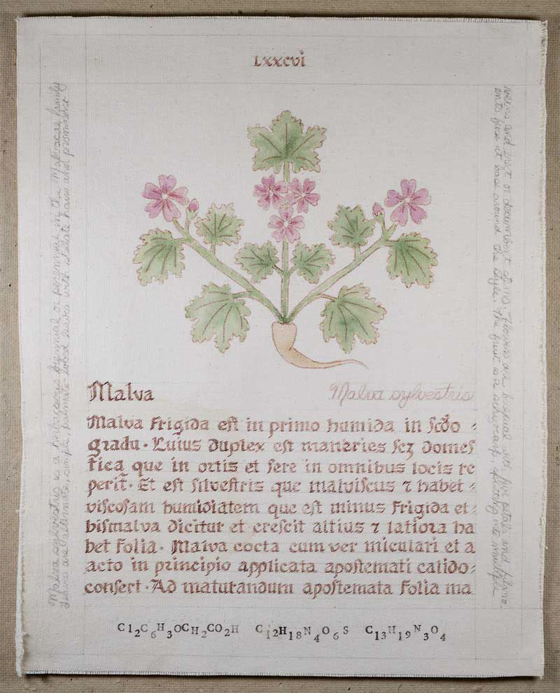 Malva: Malva sylvestris