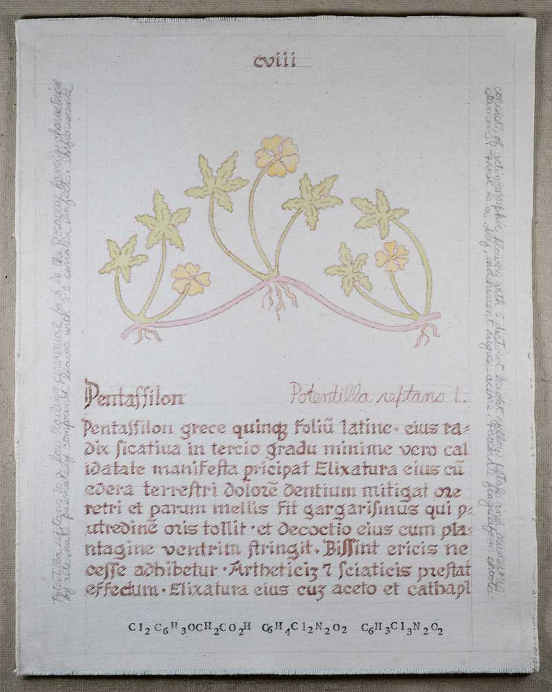Pentassilon: Potentilla reptans L.