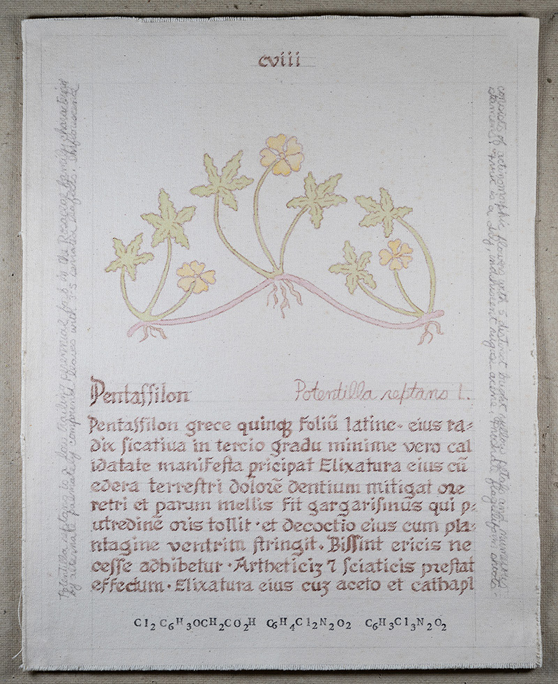 Herbarius: Pentassilon