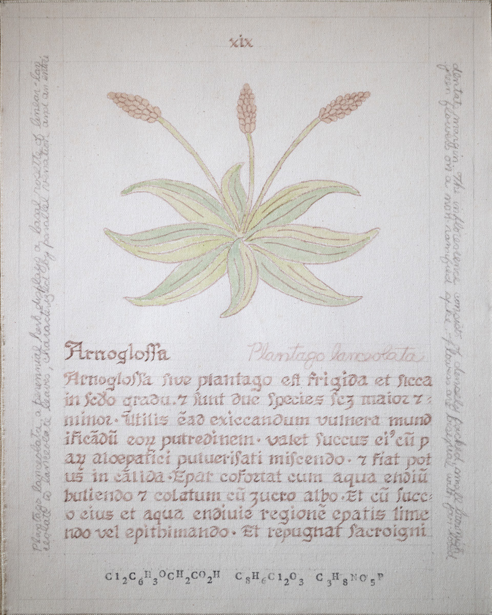 Arnoglossa: Plantago lanceolata