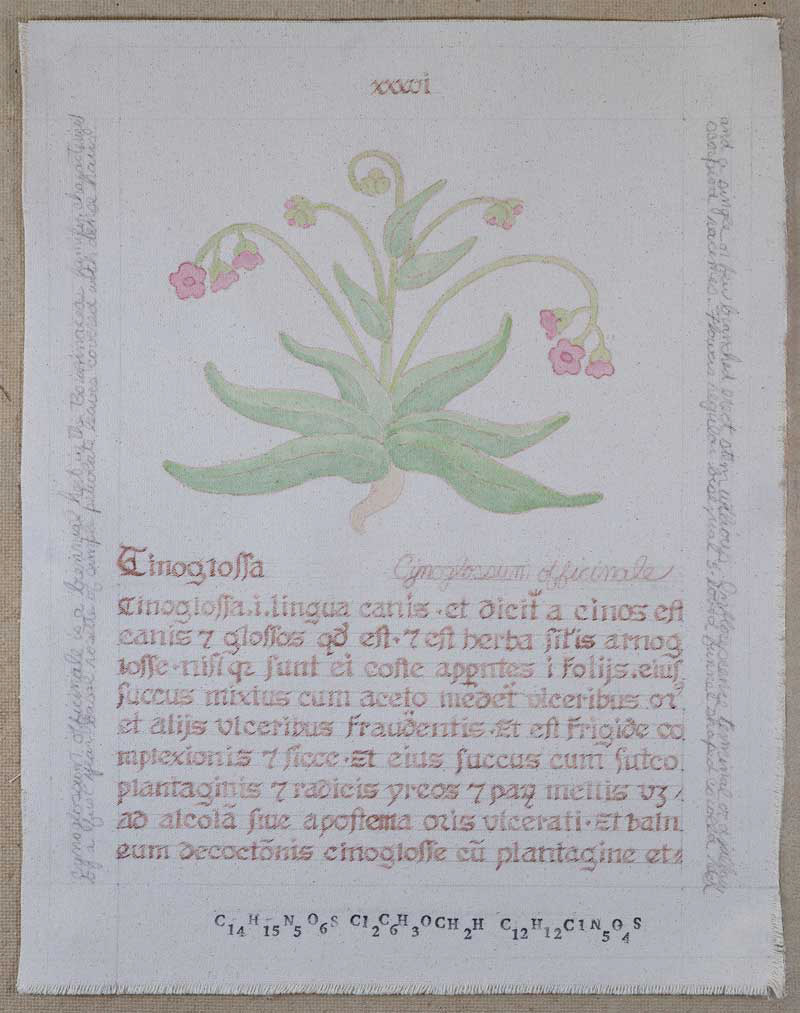 Cinoglossa: Cynoglossum officinalis 