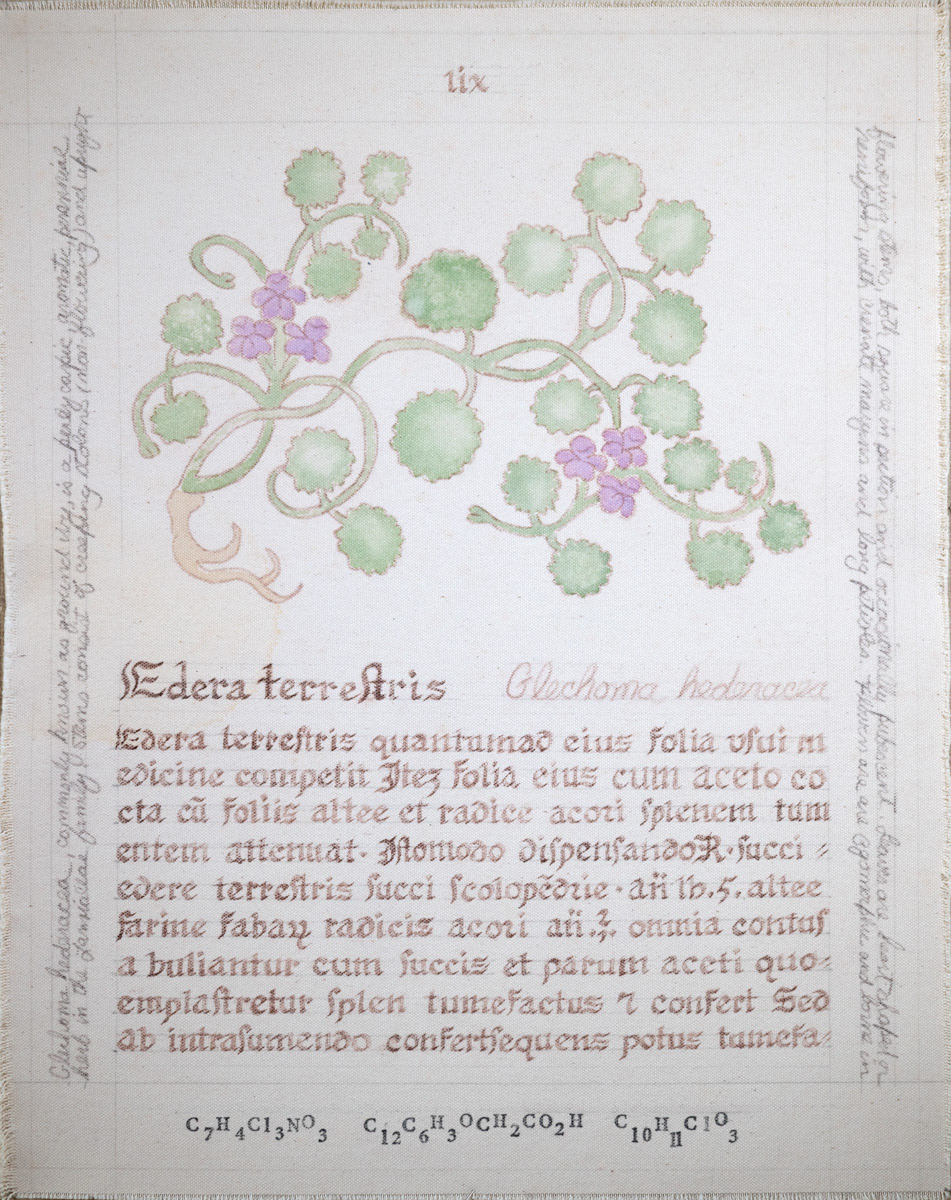 Edera terrestris: Glechoma hederacea