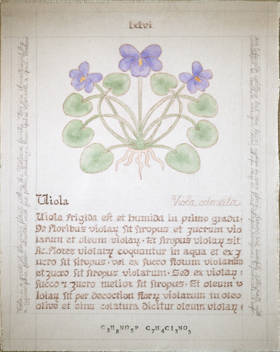 Viola: viola odorata, viola spp.