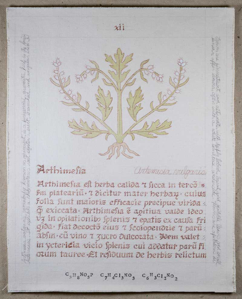 Arthimesia: Artemisia vulgaris