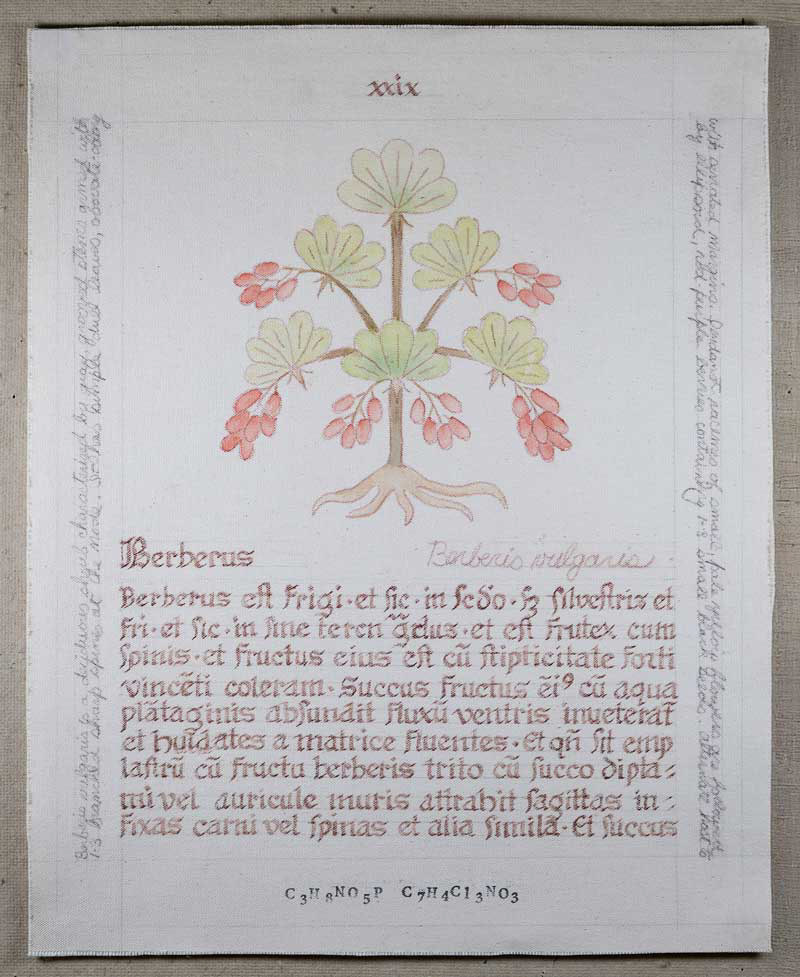 Berberus: Berberus vulgaris