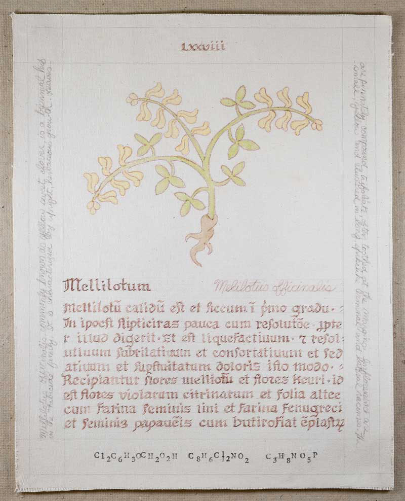 Mellilotum: Melilotus officinalis