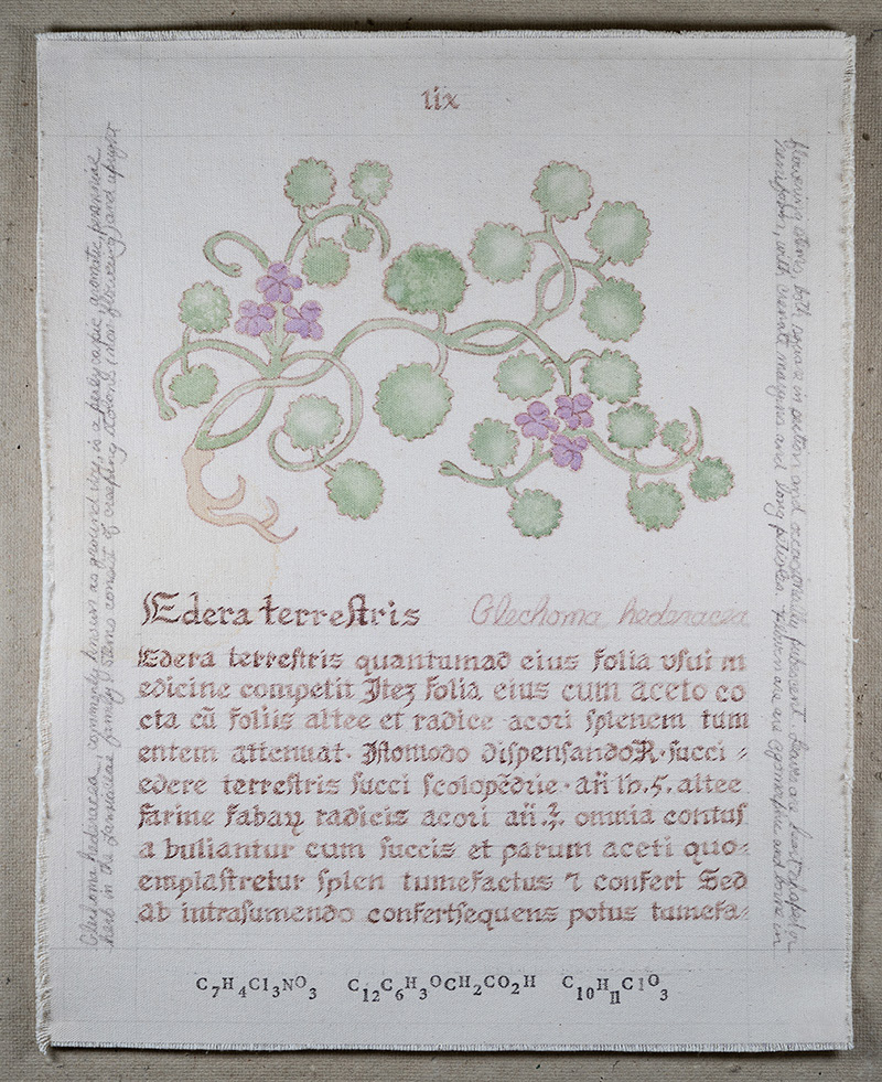 Herbarius: Edera terrestris