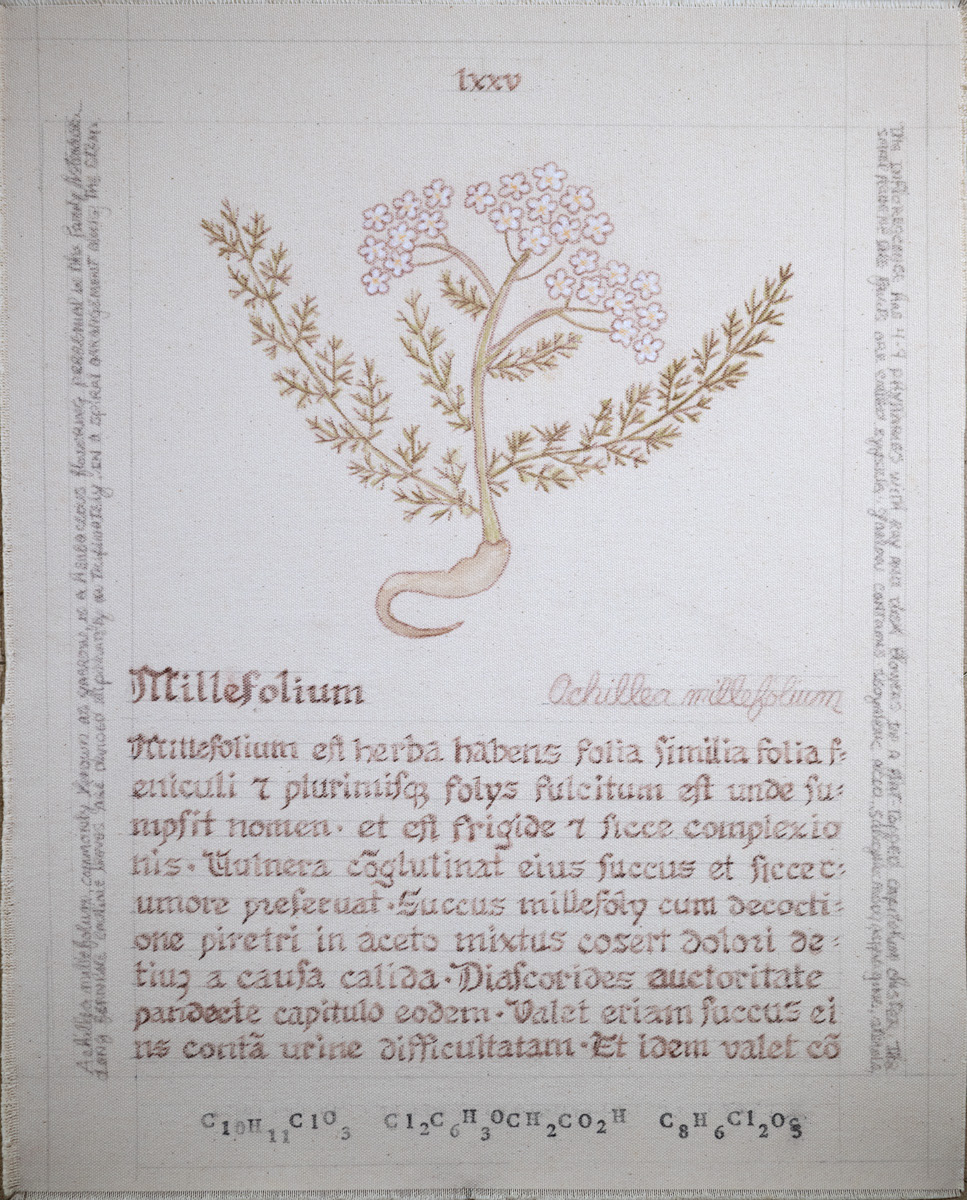 Millefolium: Achillea millefolium