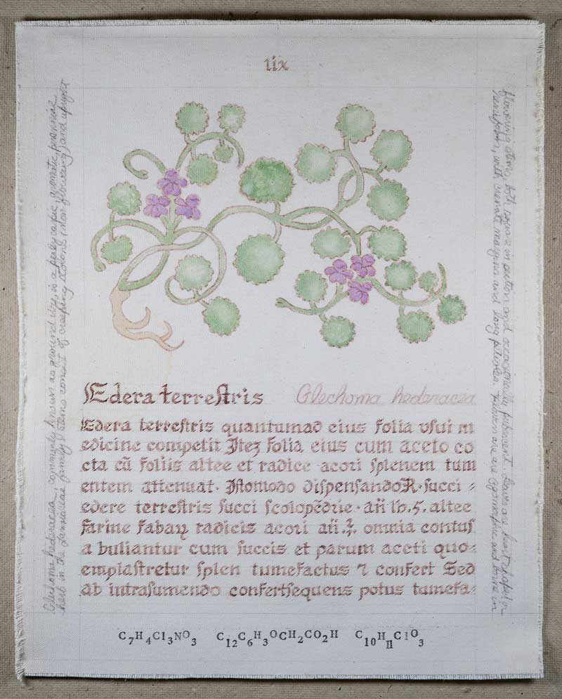 Edera terrestris: Glechoma hederaceae
