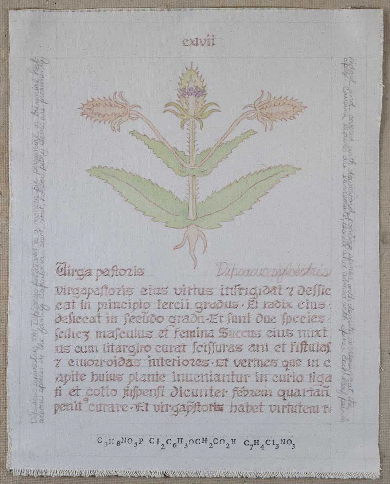 Virga Pastoris: Dipsacus sylvestris