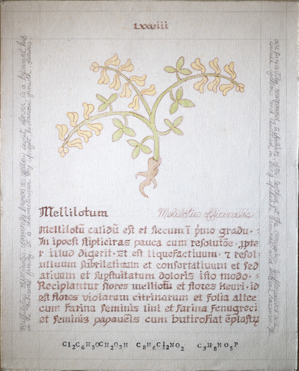 Mellilotum: Melilotus officinalis