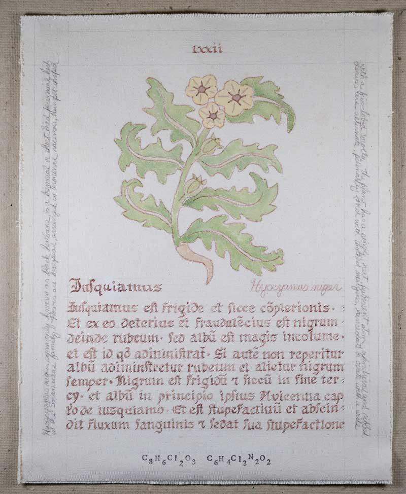 Iusquiamus: Hyocyamus niger