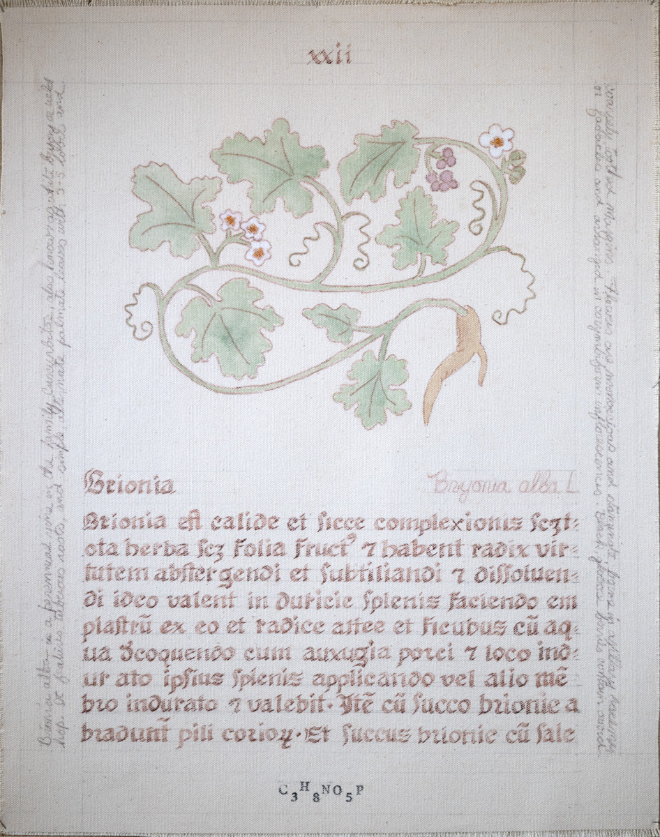 Brionna: Bryonia alba L.