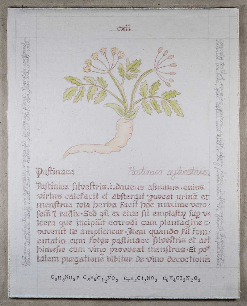 Pastinaca: Pastinaca sylvestris