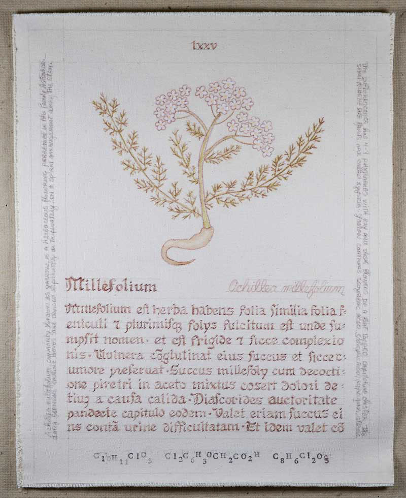 Millefolium: Achillea millefolium