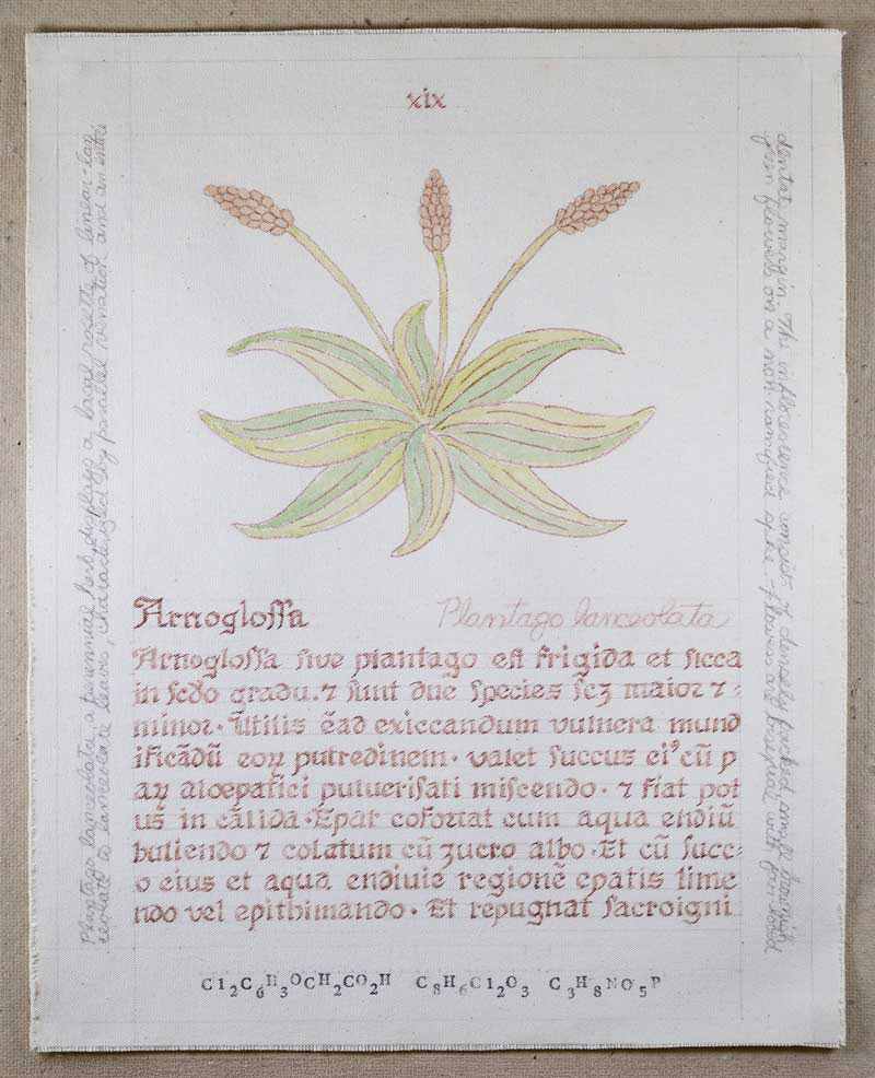 Arnoglossa: Plantago lanceolata