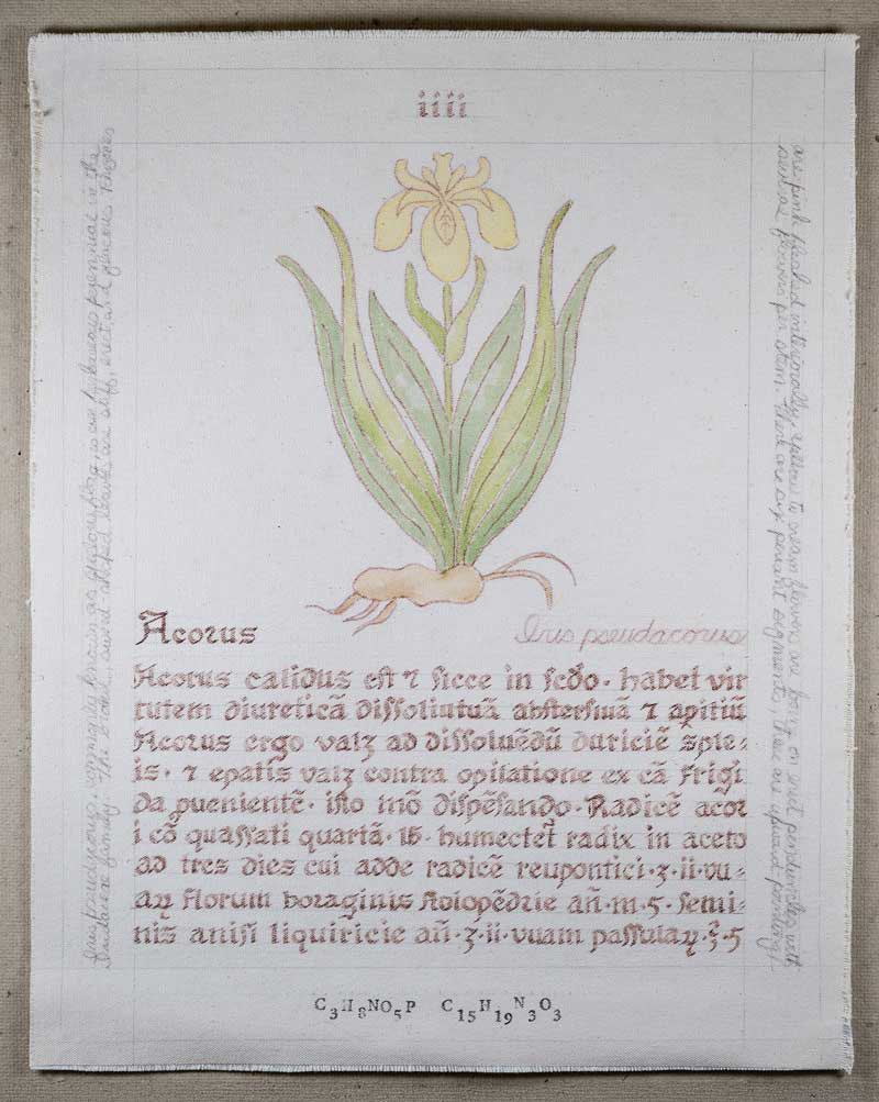 Acorus: Iris pseudacorus