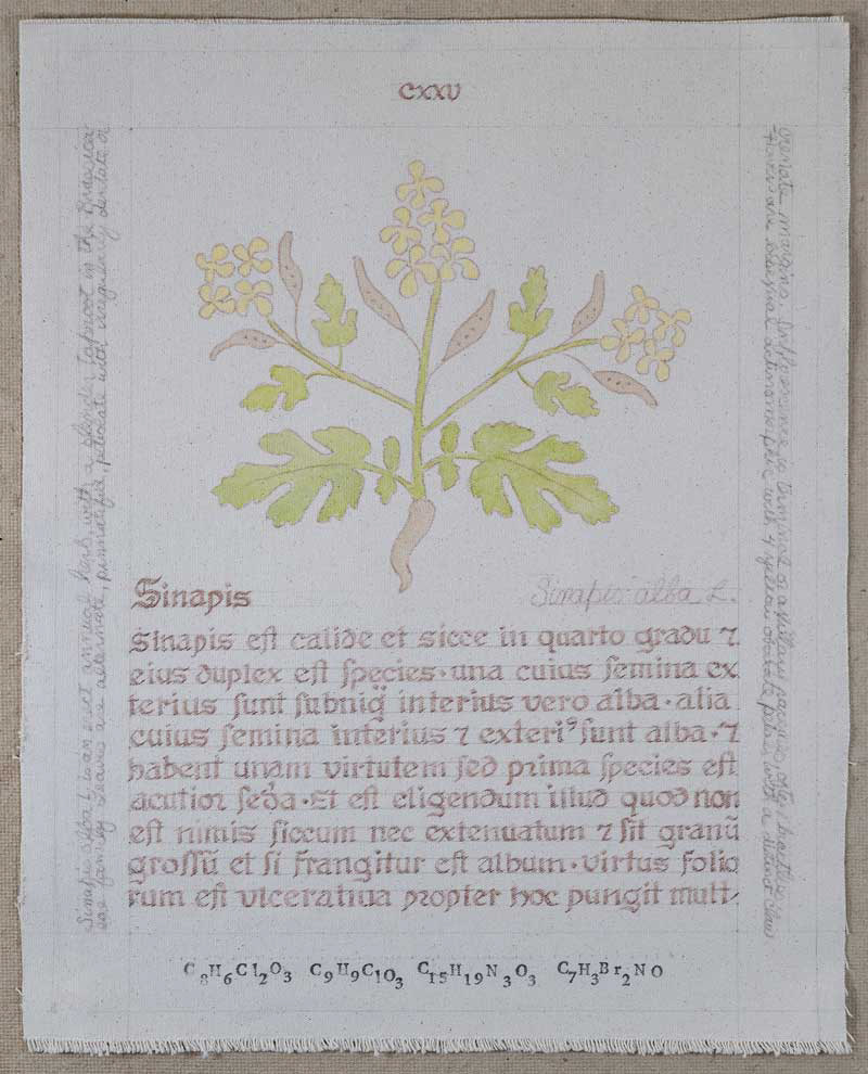Sinapis: Sinapis alba L.