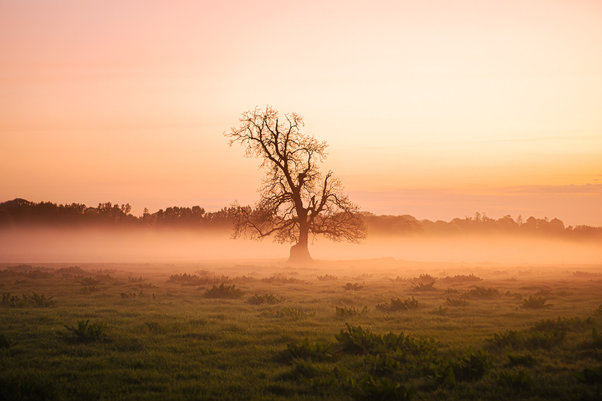 The fairy tree stands still throughout the generations