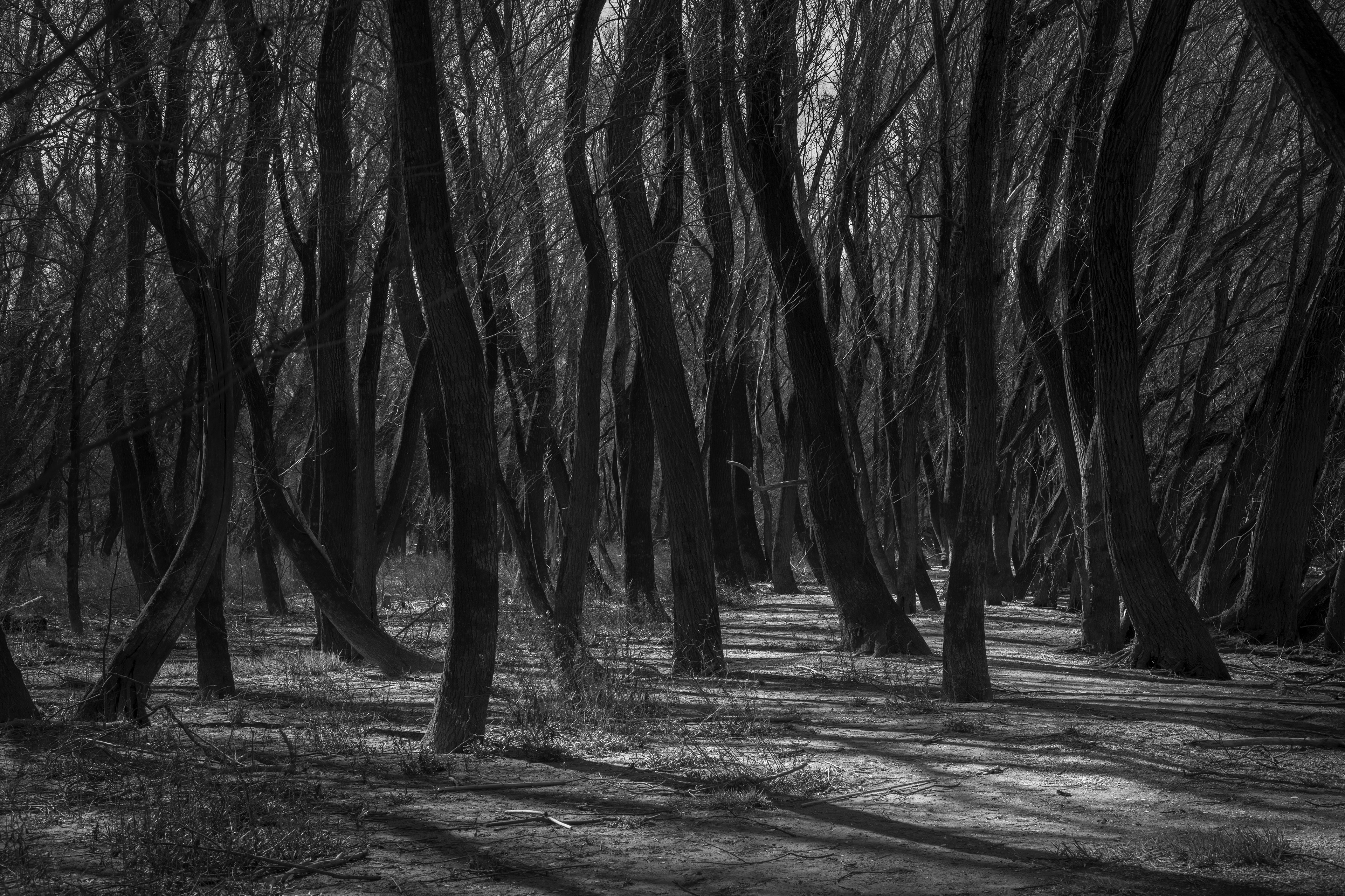 Primás-sziget - FOREST