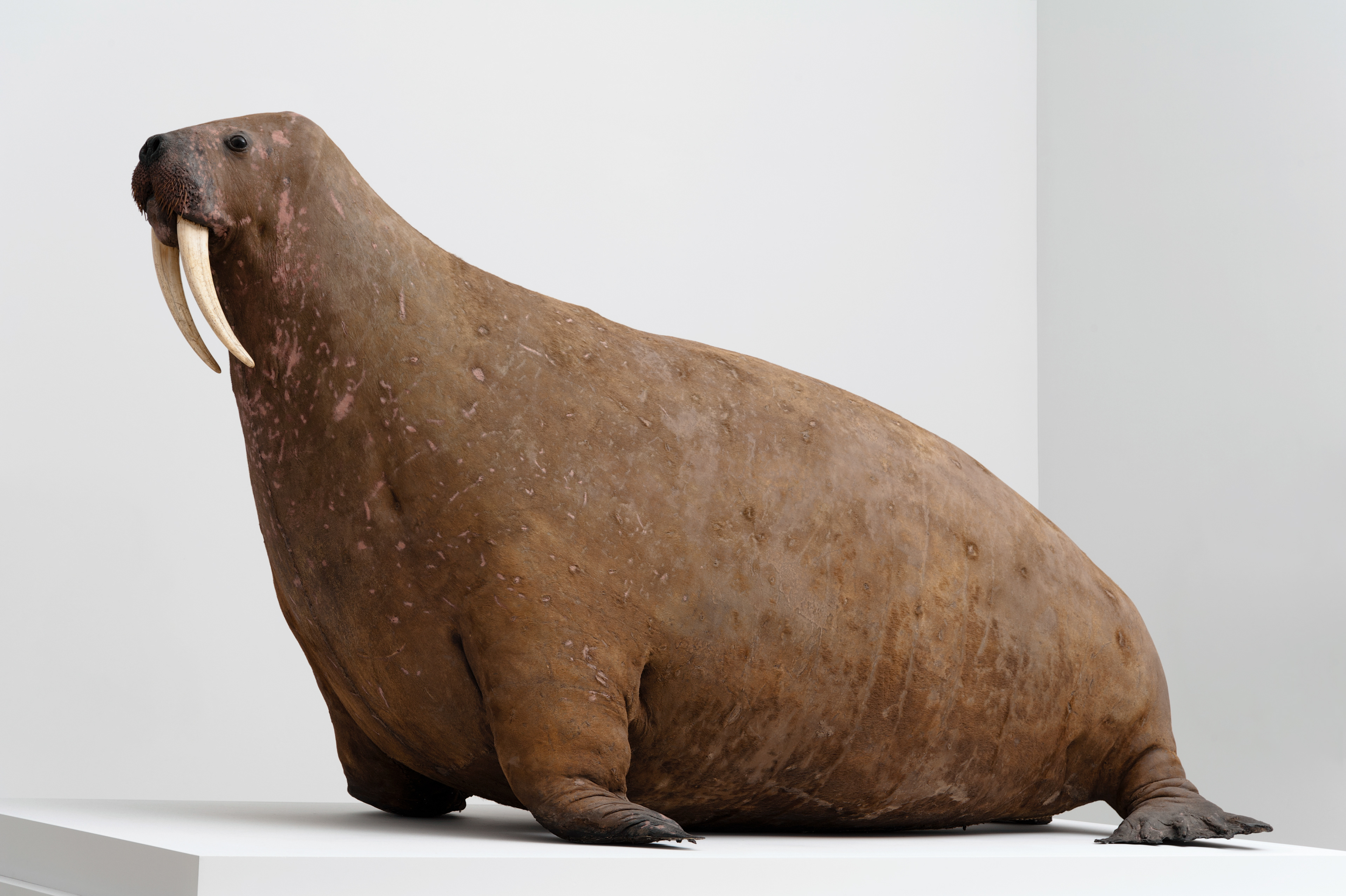 ©Horniman Museum and Gardens - photo Dani Tagen