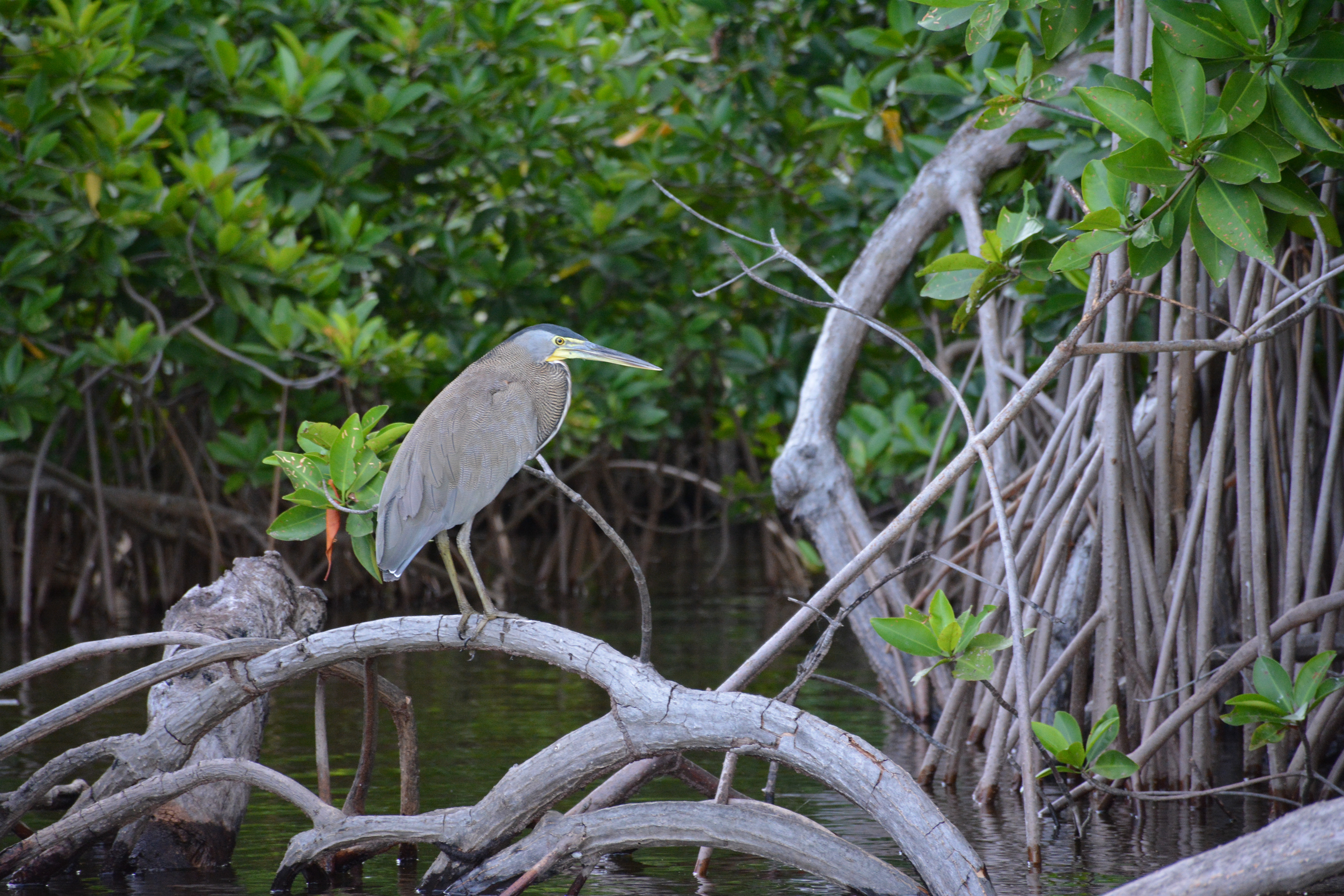 Laguna Manialtepec - Puerto Escondido