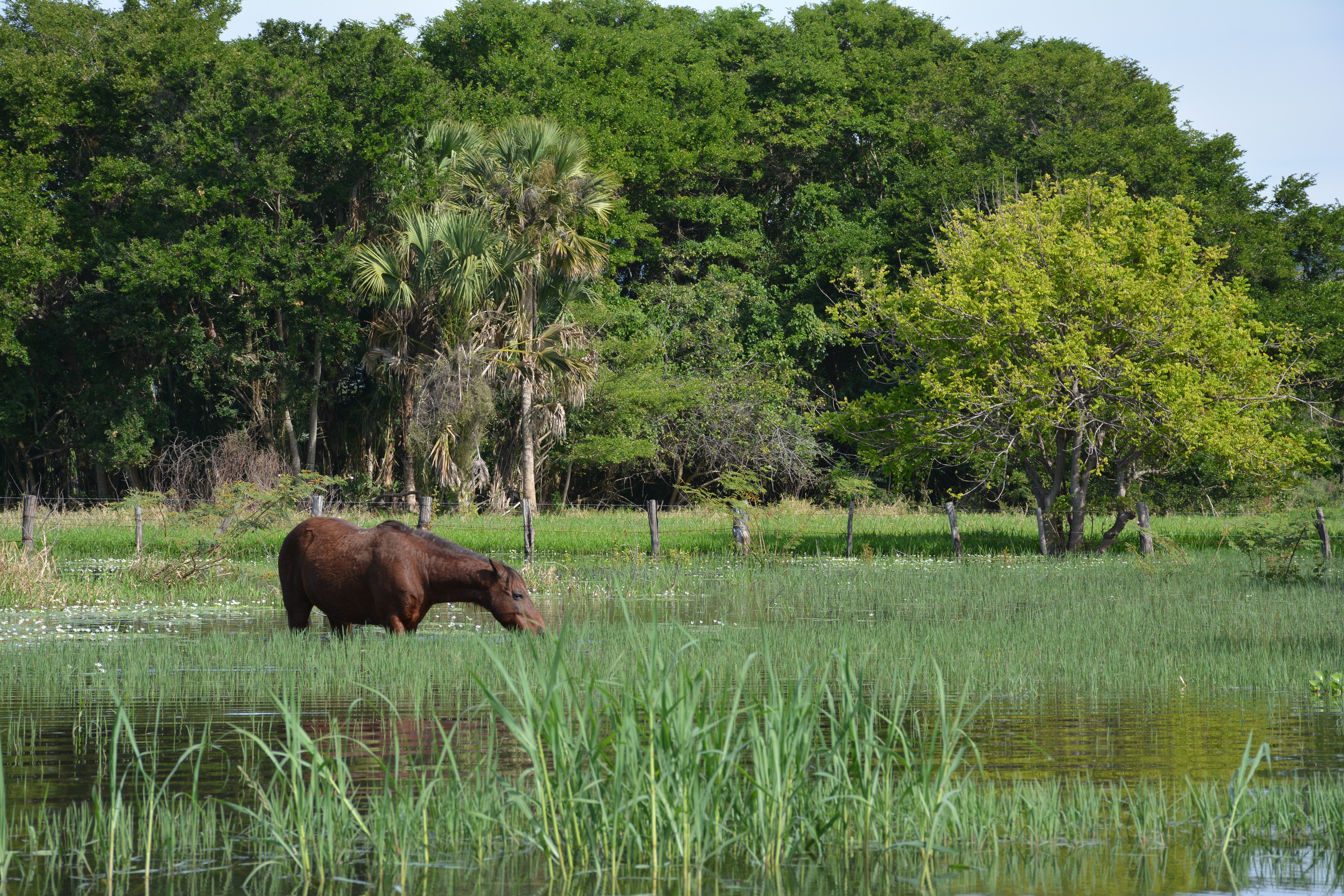 Laguna Manialtepec - Puerto Escondido