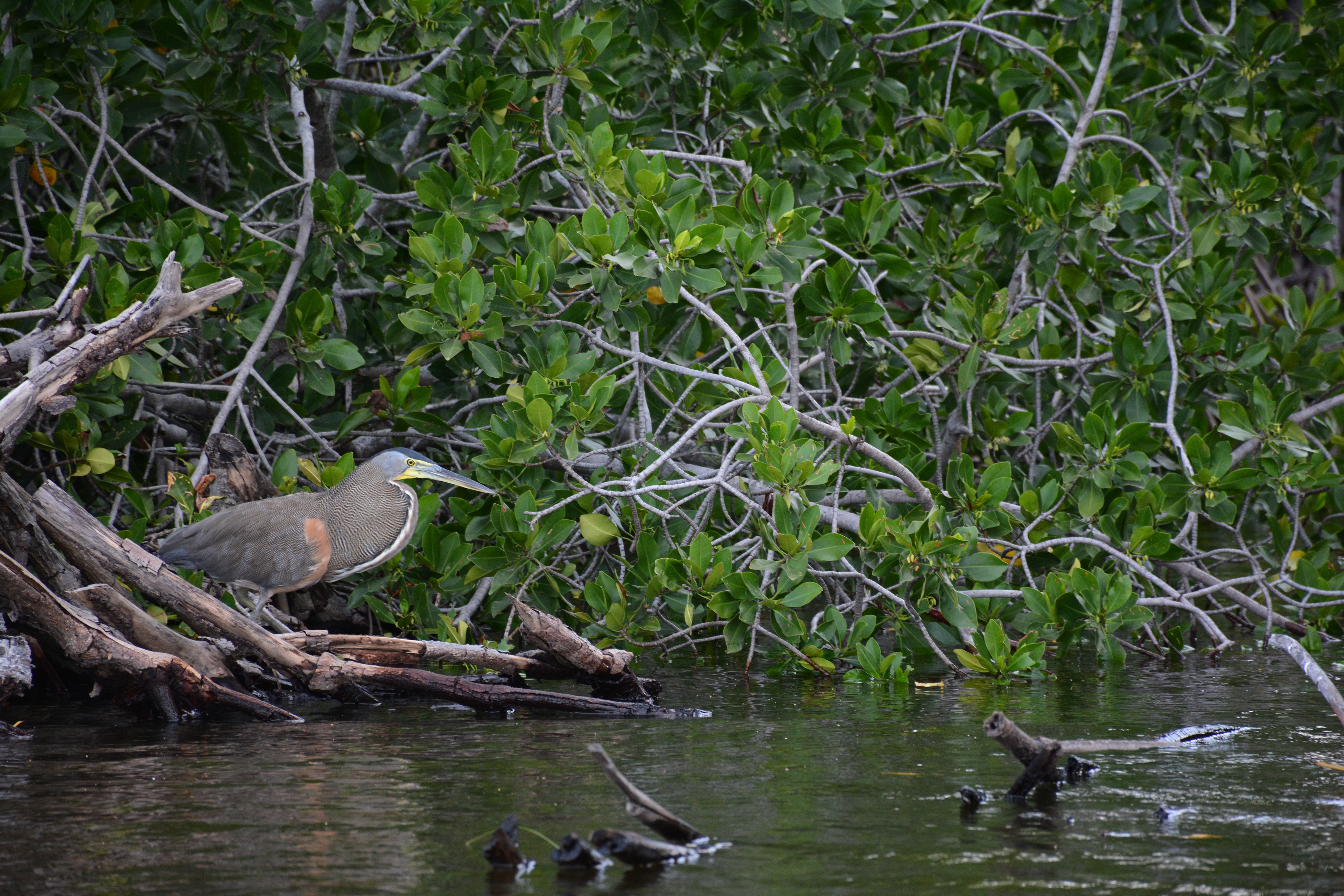 Laguna Manialtepec - Puerto Escondido