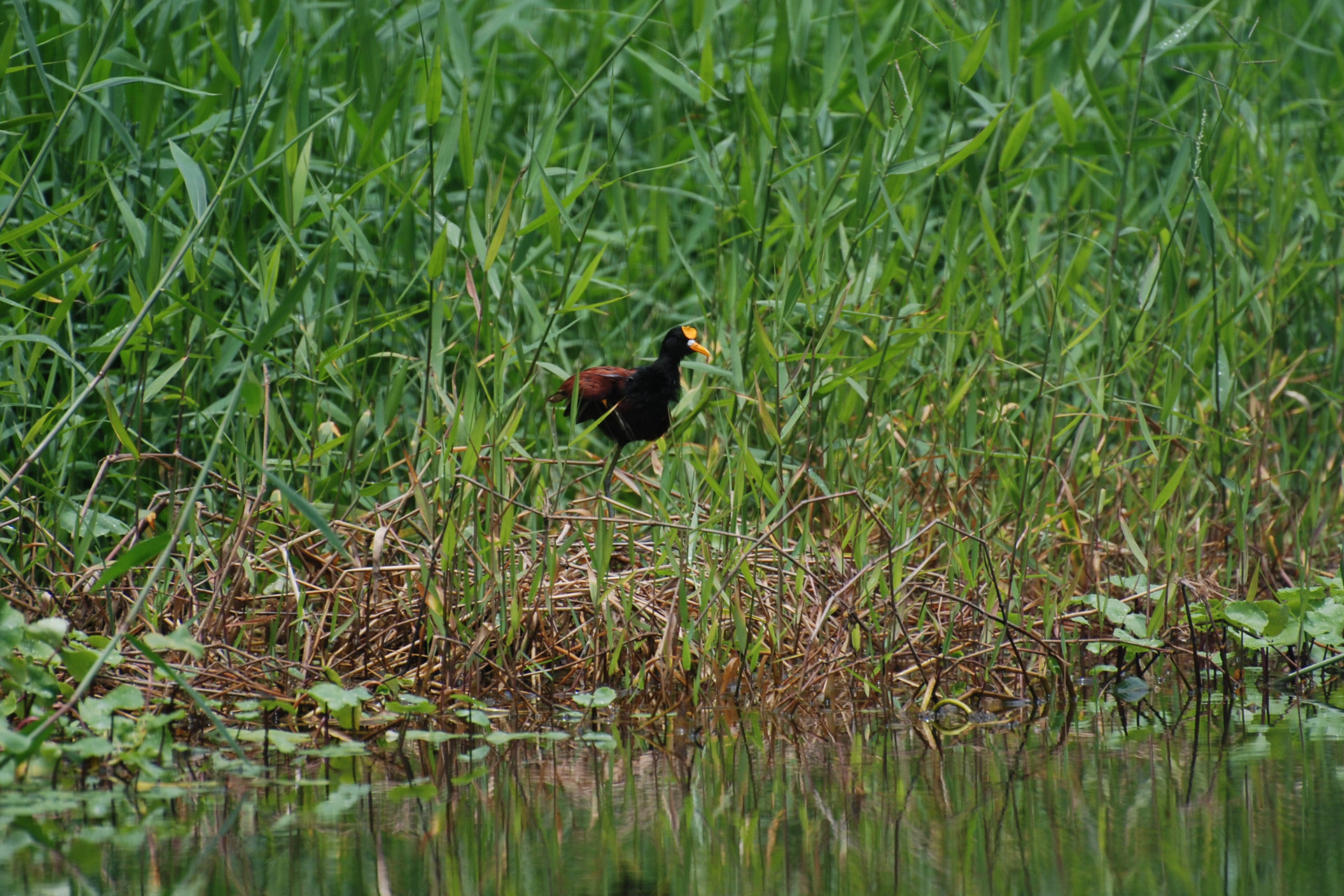 Jacana du Mexique - Tortuguero