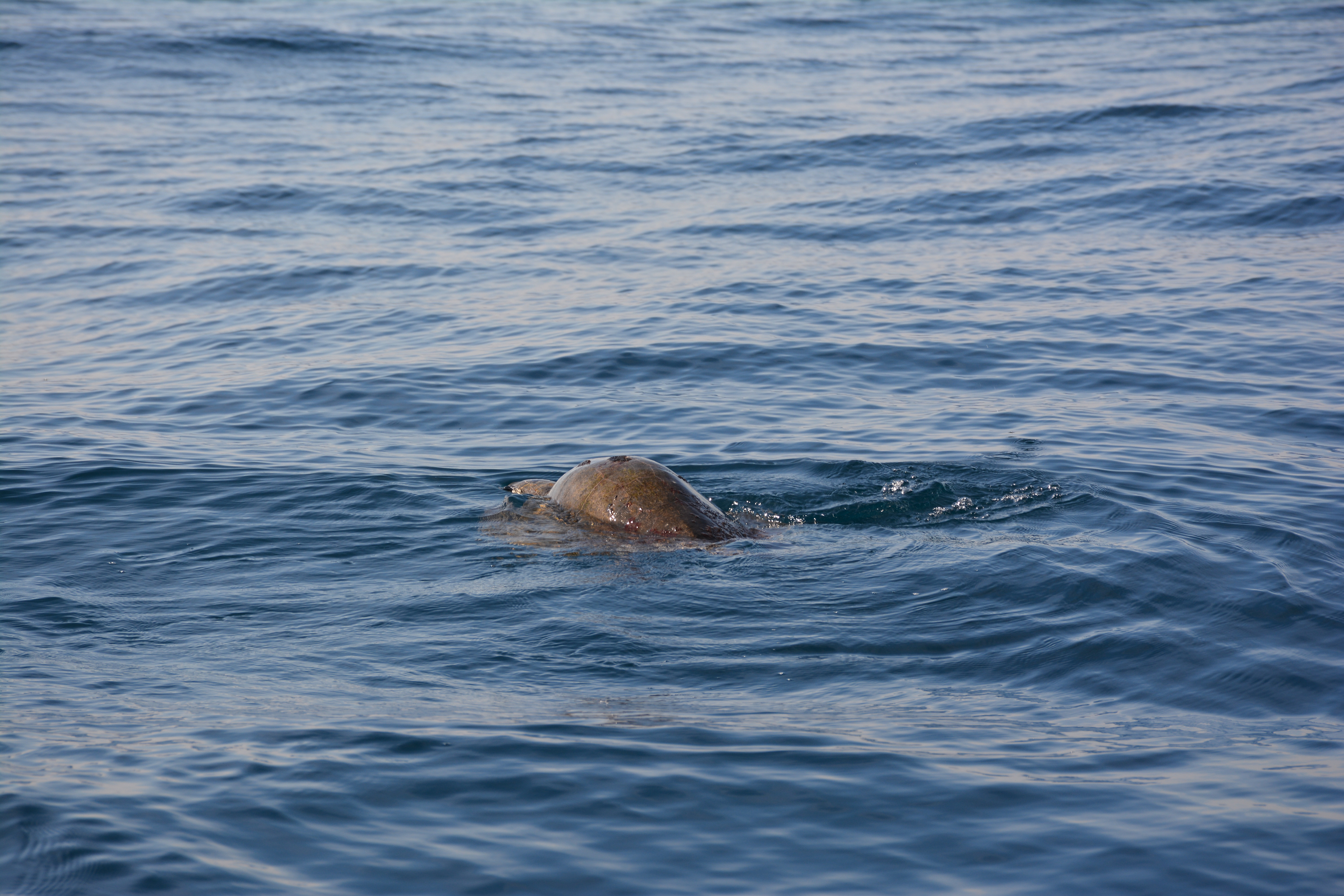Puerto Escondido