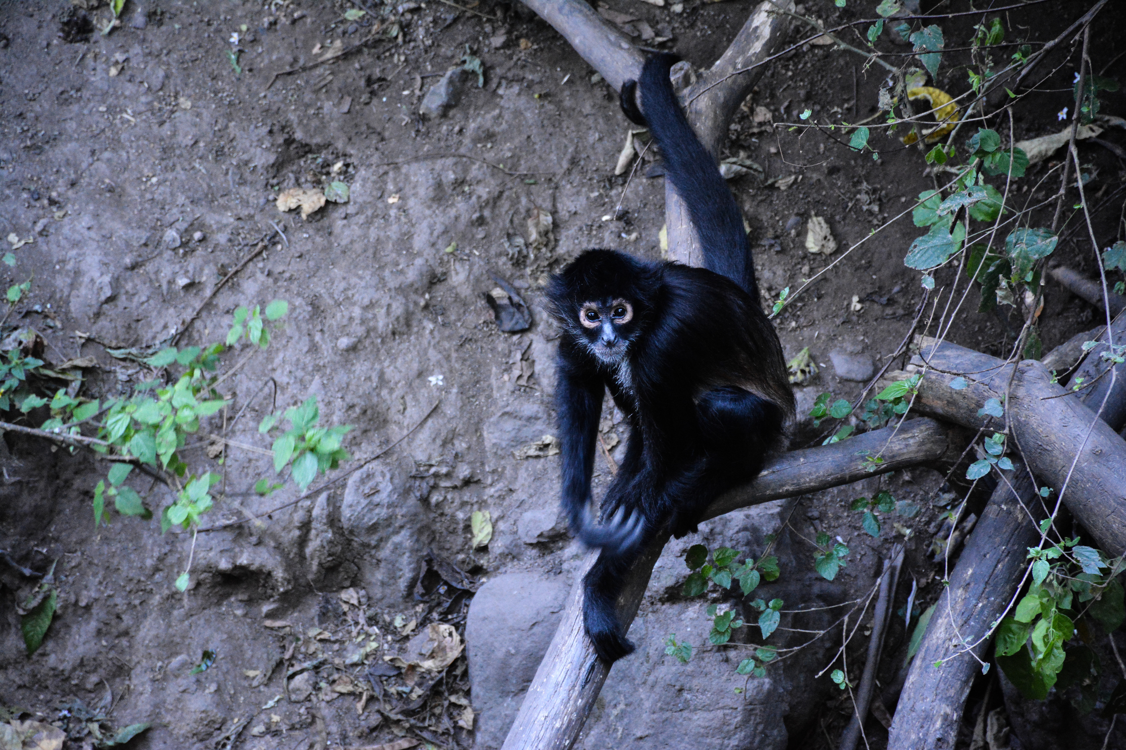 Reserva Natural Atitlan