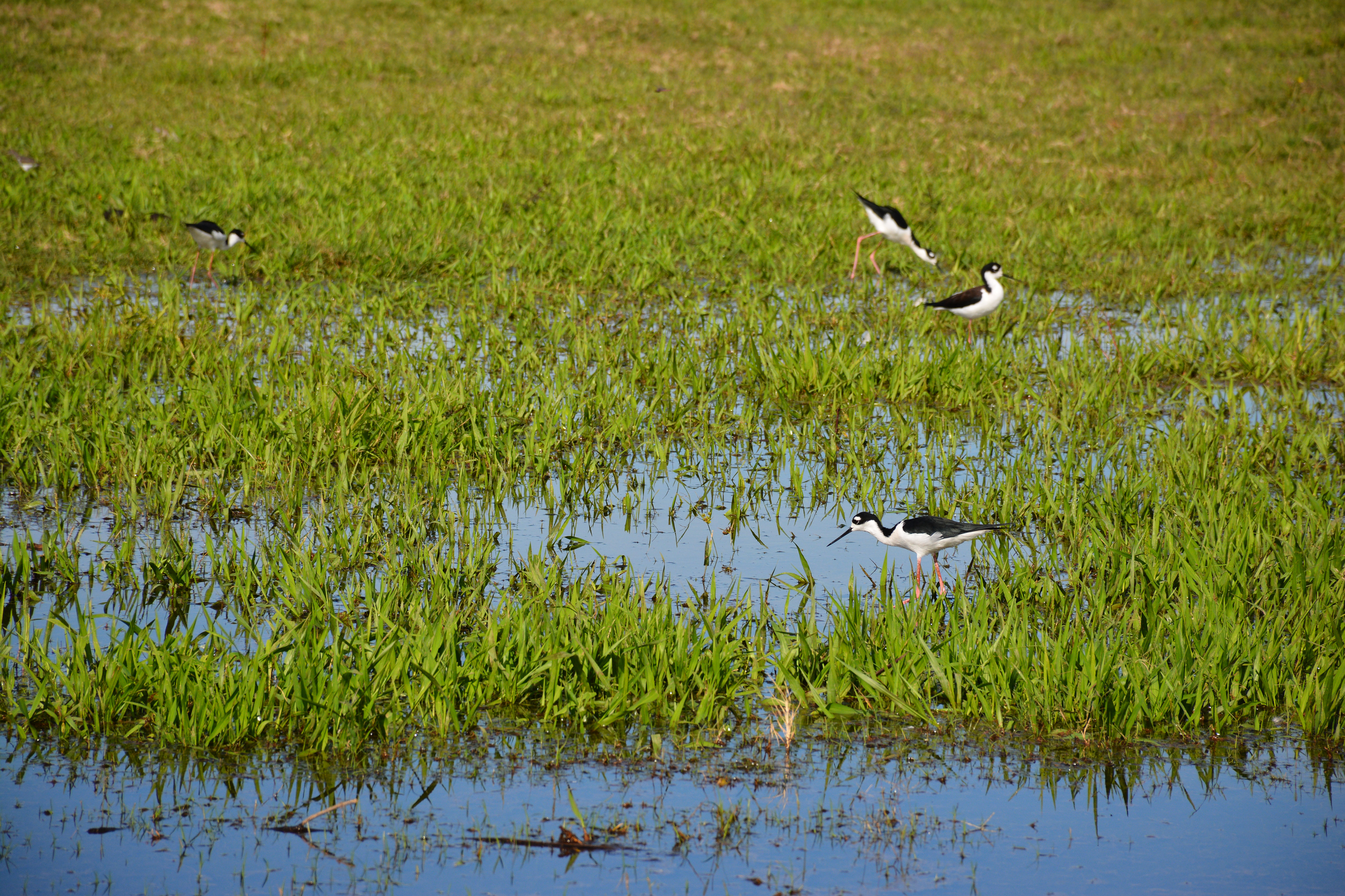 Laguna Manialtepec - Puerto Escondido