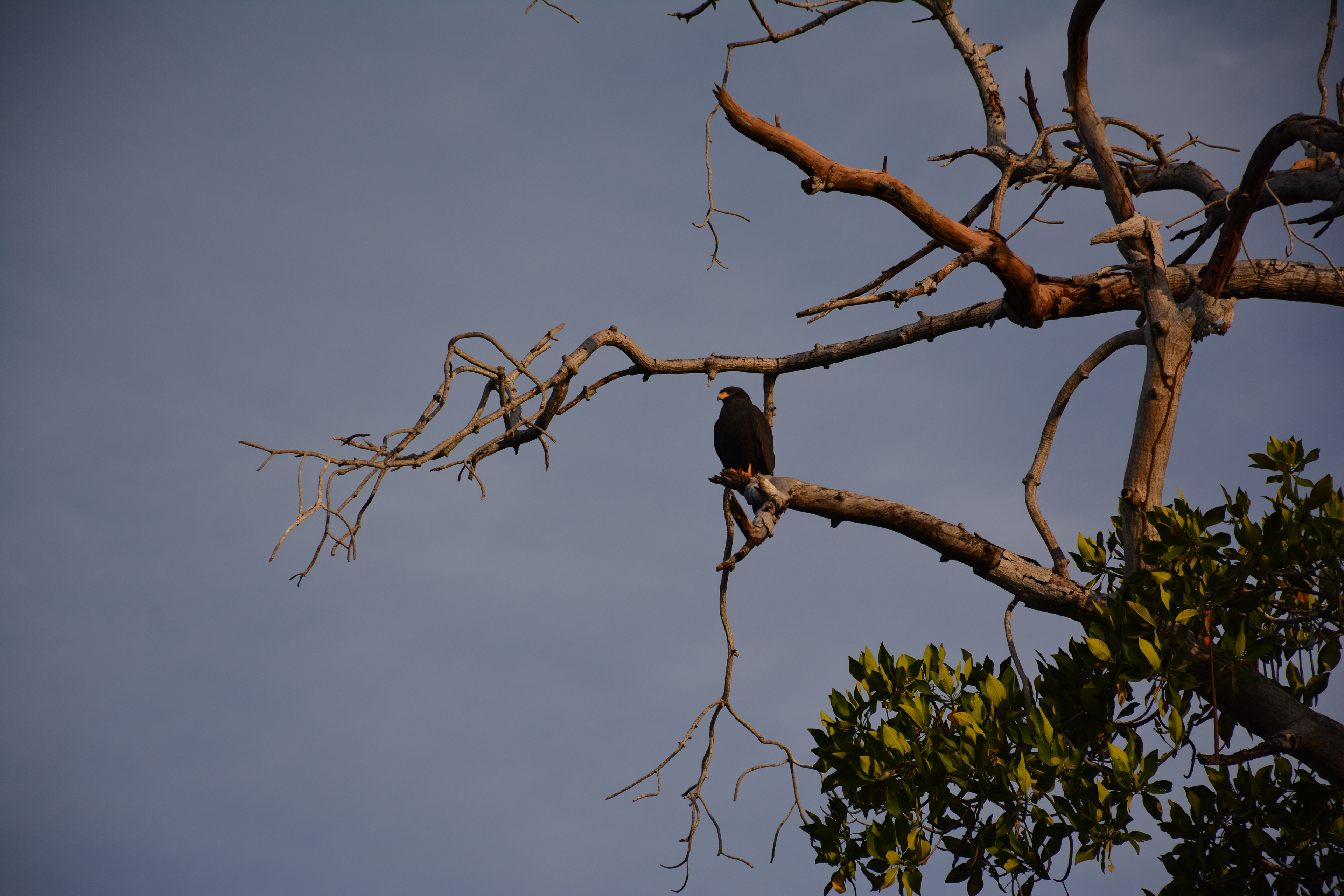 Laguna Manialtepec - Puerto Escondido
