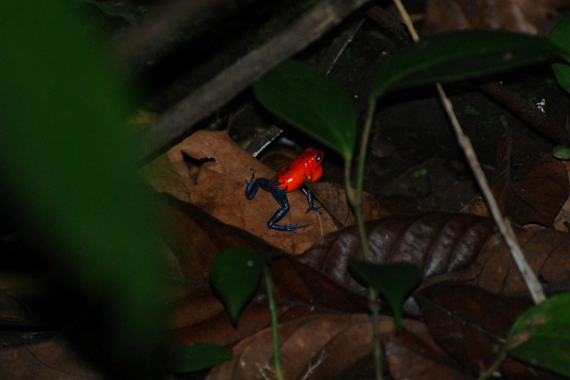 Grenouille rouge à pâtes bleues - Tortuguero