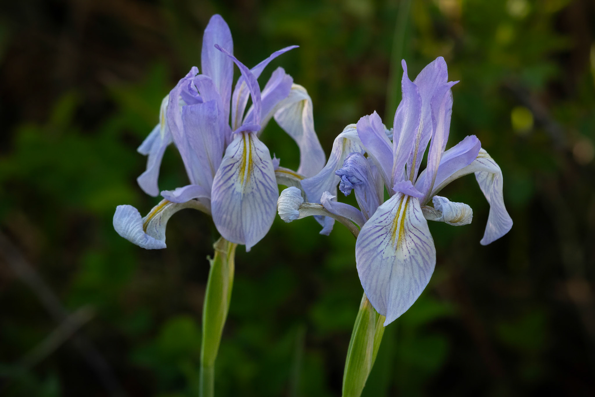 Rocky Mountain Iris