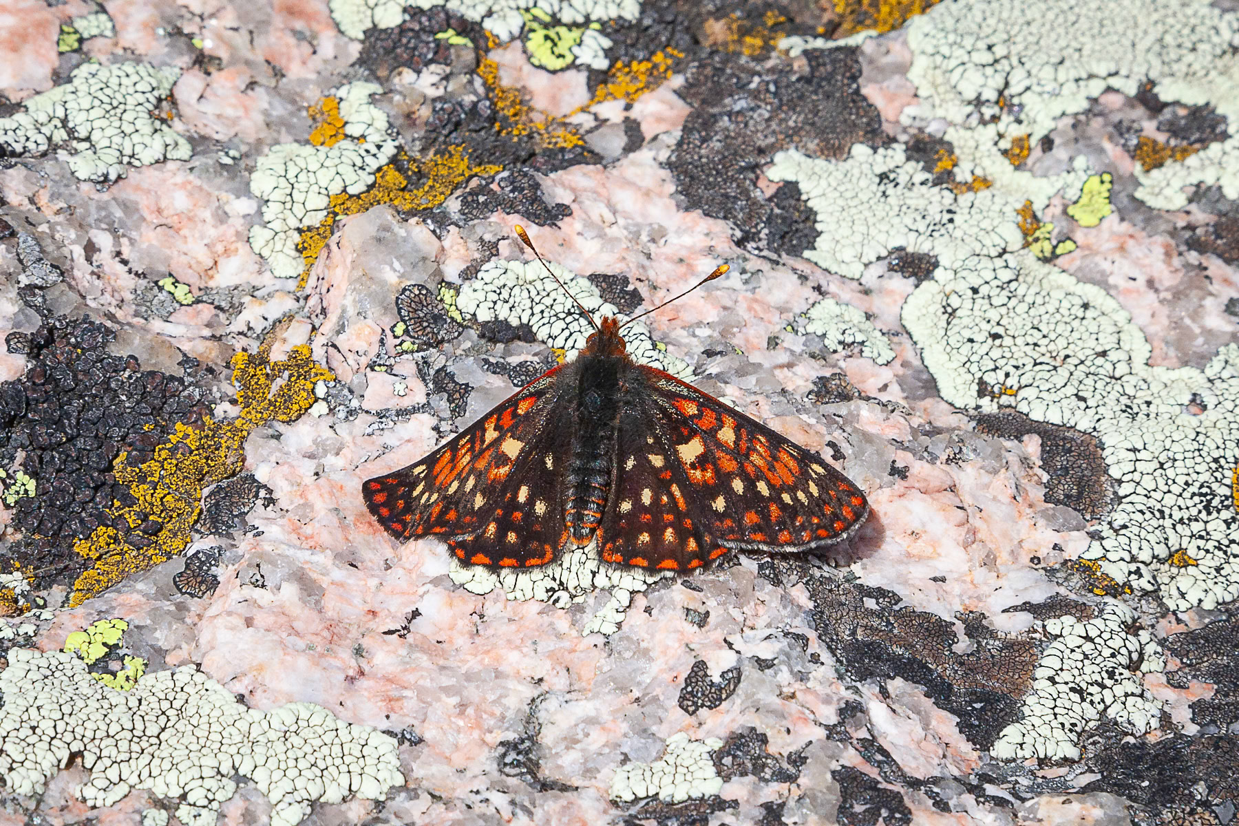 Edith's Checkerspot