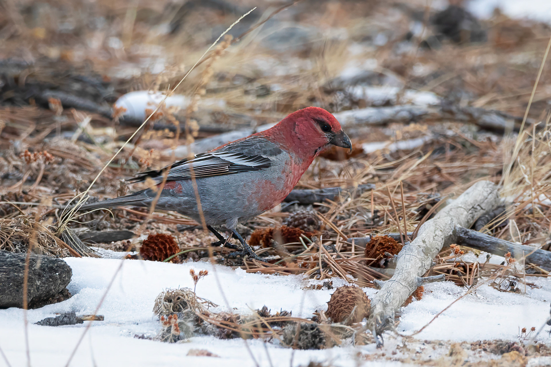 Pine Grosbeak