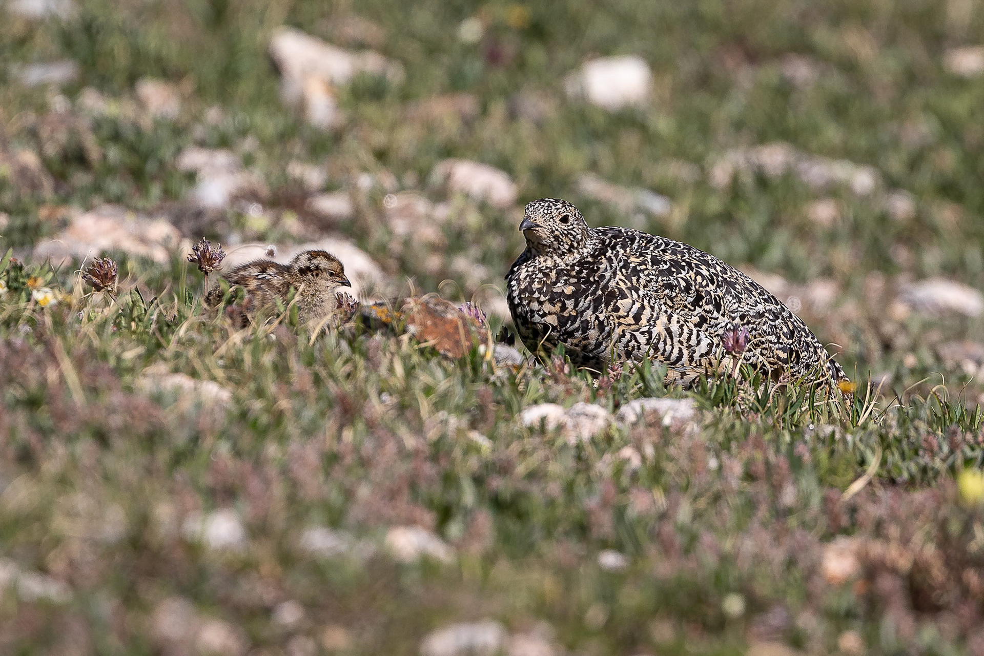Ptarmigan hen and chick