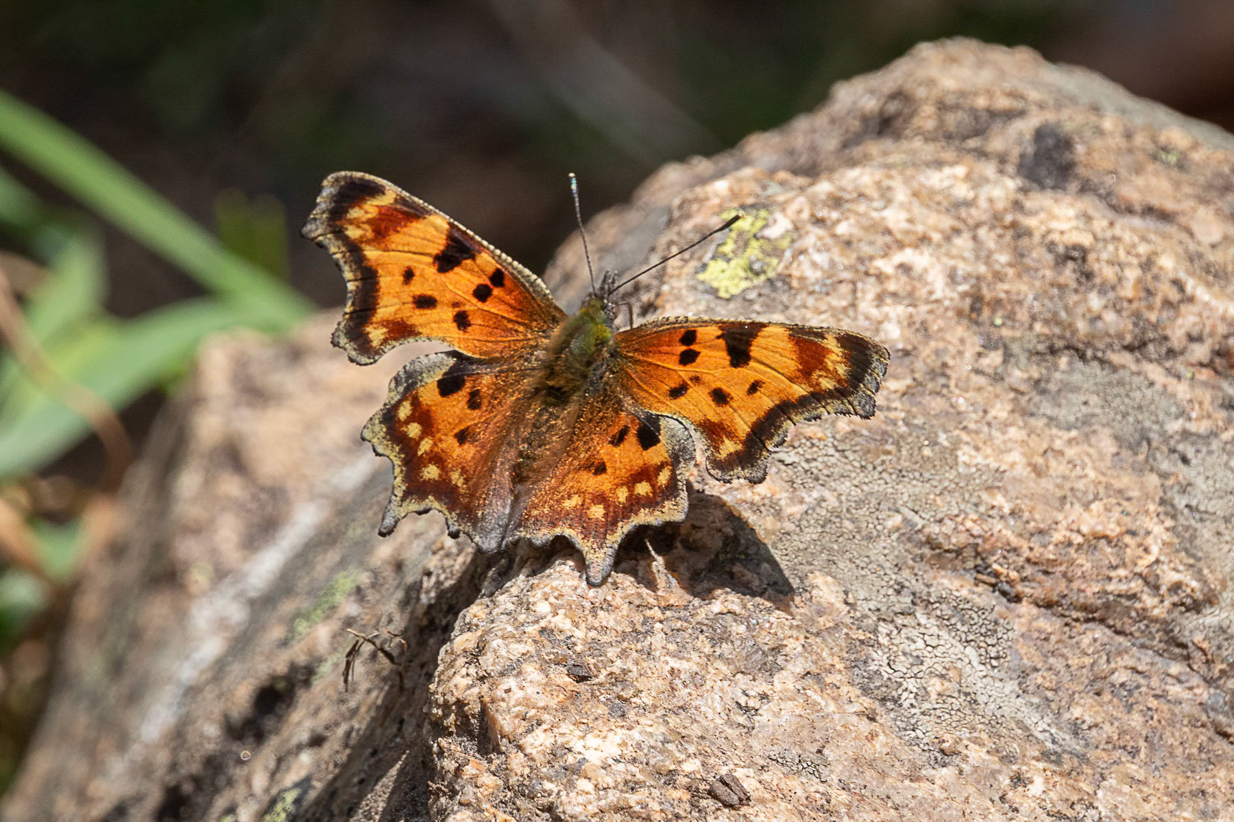 Grey Comma